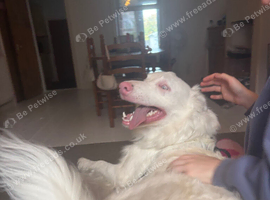 Baloo (blue) border collie x lurcher