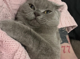 British lilac boy