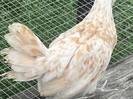 Young Polish hen