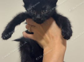 Last 2 Maine coon X kittens