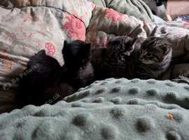 Kittens