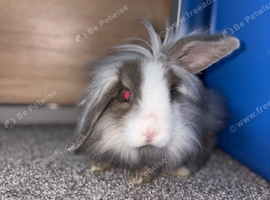 Lionhead bunnies for sale