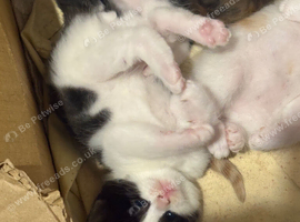 black and white male kitten