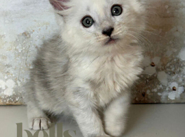 Silver Shaded Maine Coon Kitten For Sale
