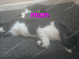 11 week old 2 male 1 female kittens