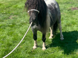 Miniature Shetland riding gelding