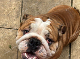 Male bulldog nearly 2 will be sadly missed
