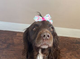 COCKER SPANIEL TO GOOD HOME