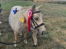 Lovely lead rein Shetland