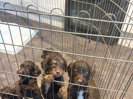 6 beautiful puppies