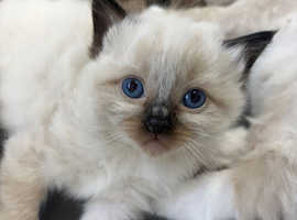 Beautiful Ragdoll type kittens HCM and PKD clear