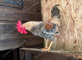 Trio OEG bantams