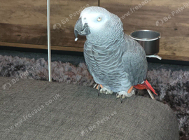 Very chatty African Grey parrot for sale