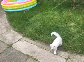 White kittens for sale