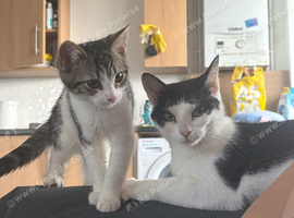 Kittens