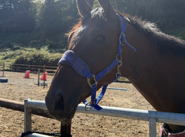 Champ - Ex racehorse seeks new home