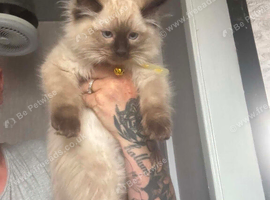Seal point ragdoll last male kitten