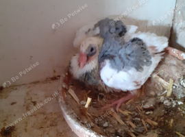 Youngsters racing pigeons