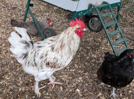Splash maran cockerel