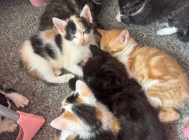 Kittens ready to leave