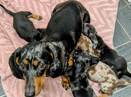 Two gorgeous dapple male miniature dachshunds for sale