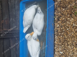 3 call ducks