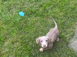 Isabella and tan mini miniature dachshund