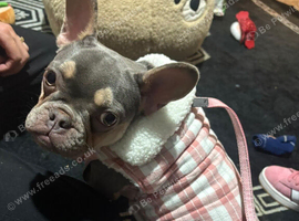Female French bulldog
