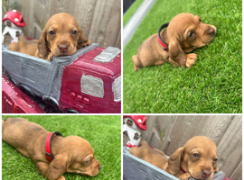 Miniature Dachshund Puppies
