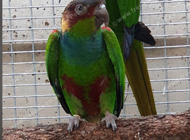 Blue throated Conures Parrot