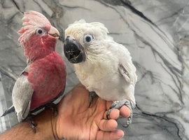 Hand Rearing Baby Friendly Super Tame Cuddly Galah Cockatoo Parrot,26