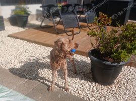 Cockapoo needs rehoming