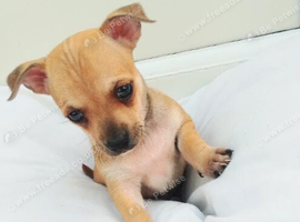 Mini little jack russell