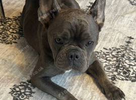 French puppies for sale