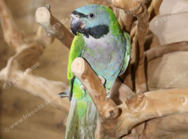 Darbyen Talking Parrot Male,24