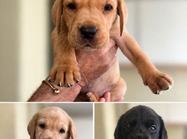 5 Labrador pups red yellow black