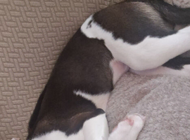 American bulldog cross