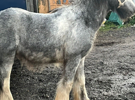 Blue blagdon cob