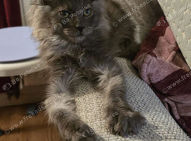 MAINE COON KITTENS