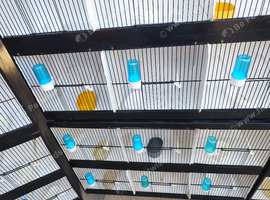 Sale day/trading cages