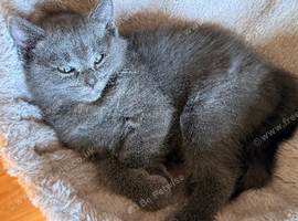 Mixed ragdoll breed