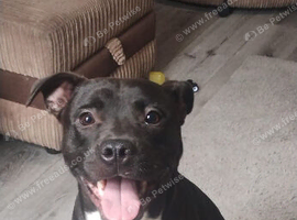 2 year old male staff
