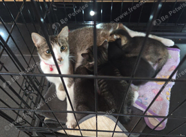 2 kittens ready to leave now