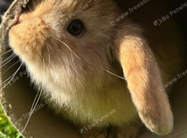 3 x Dwarf lop eared bunnies for sale