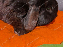 Neutered and vaccinated male