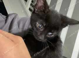 Beautiful black girl kittens