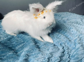 Bunny for sale