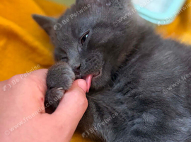 3 male Kittens