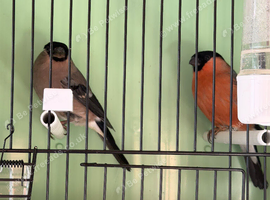 Bullfinch