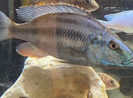 Malawi eye biter cichlids
